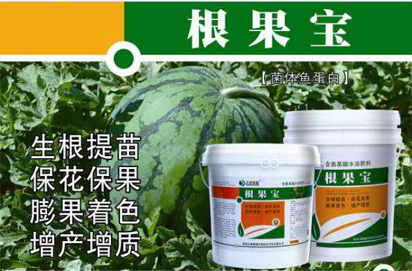 根果寶